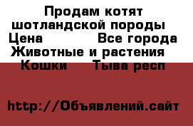 Продам котят шотландской породы › Цена ­ 2 000 - Все города Животные и растения » Кошки   . Тыва респ.